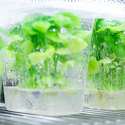 Biotechnology and applied ecology